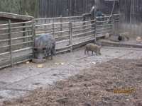 2014.03.15 - Possenlauf in Sondershausen-29